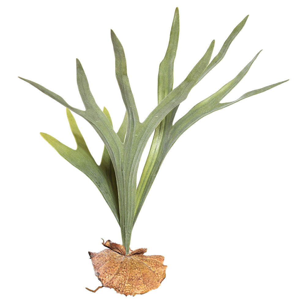 Staghorn Fern Pick