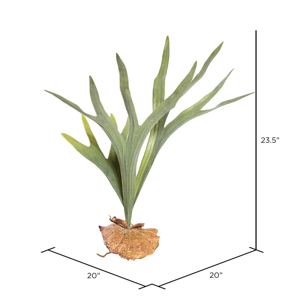 Staghorn Fern Pick