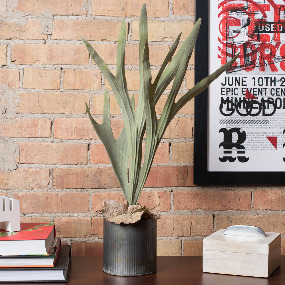 Staghorn Fern Pick