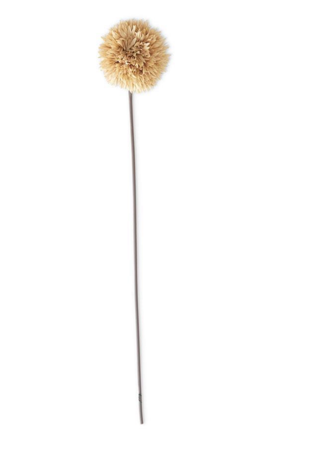 31 Inch Tan Allium Stem