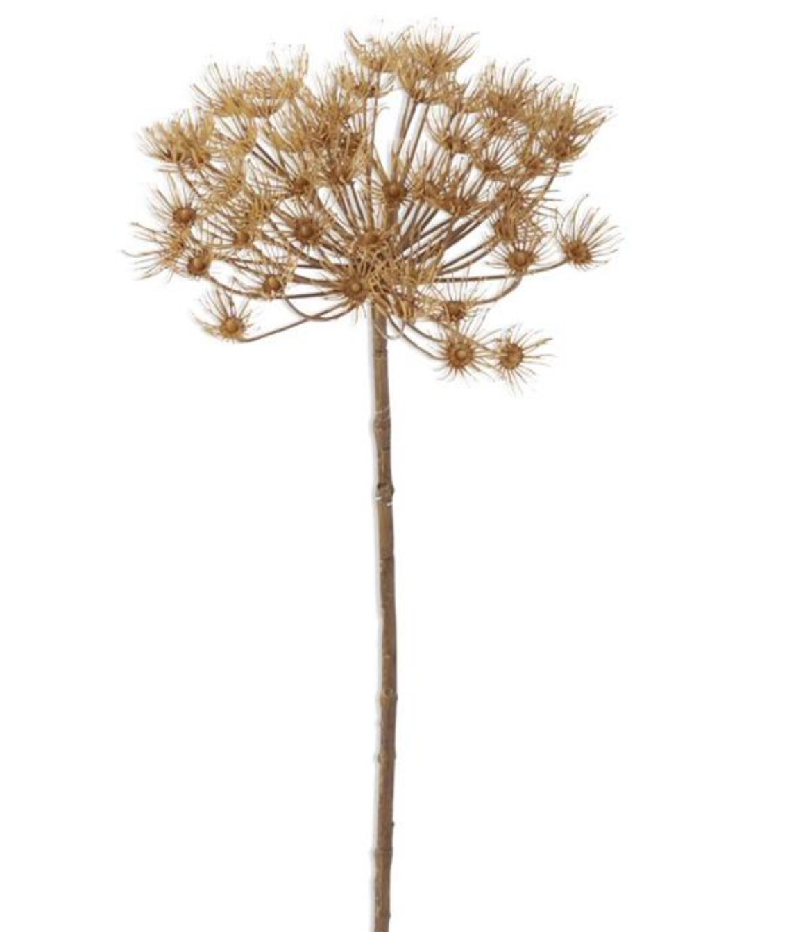 Tan Fall Allium Stem