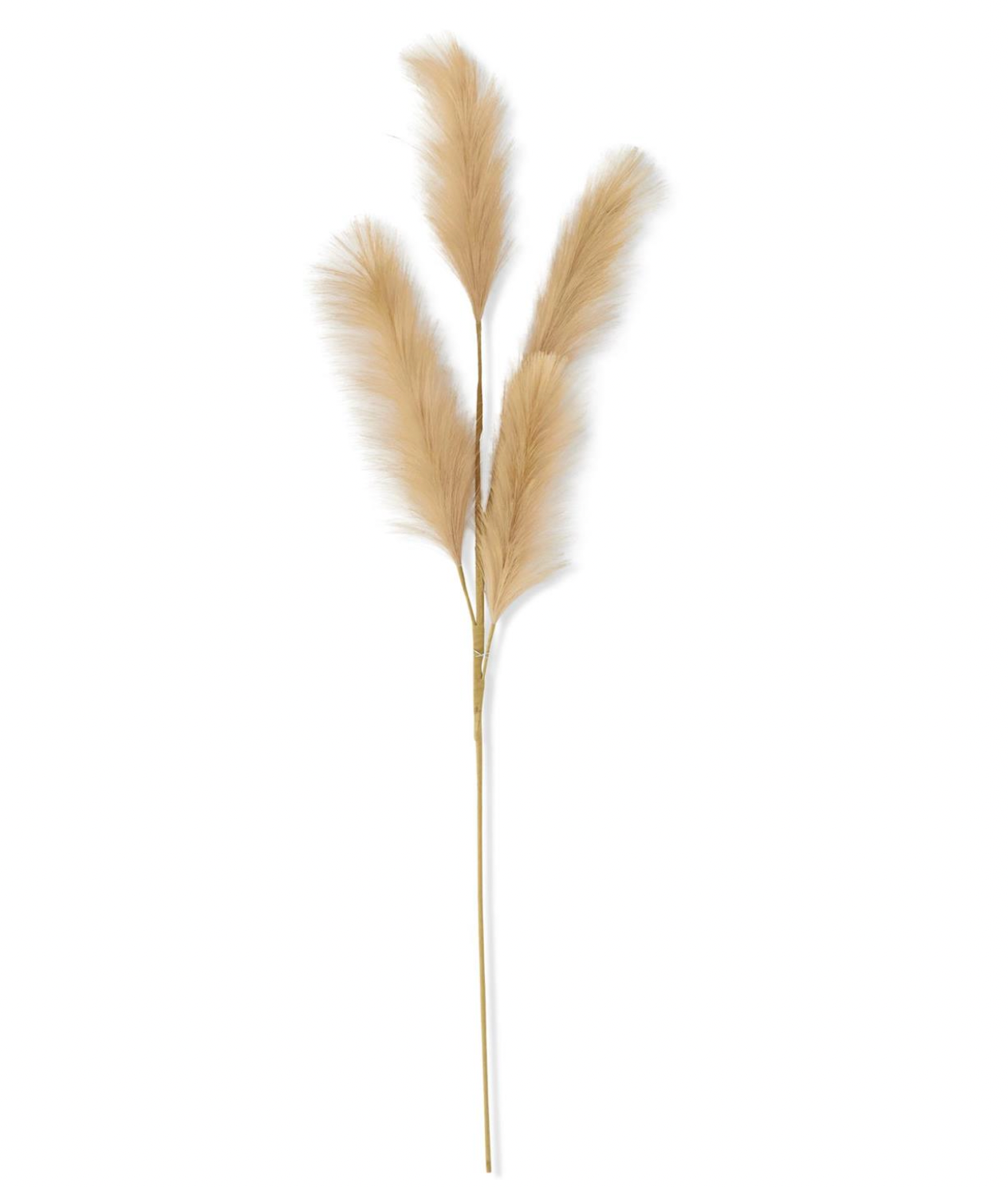 Beige Grass Stem