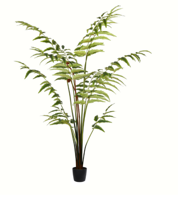 6' Potted Leather Fern