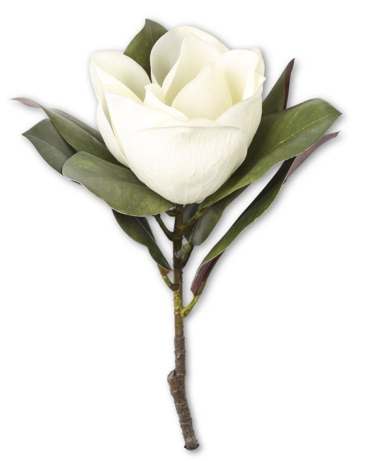 White Magnolia Stem