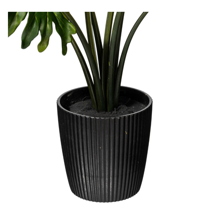Grand Philo Potted 25"