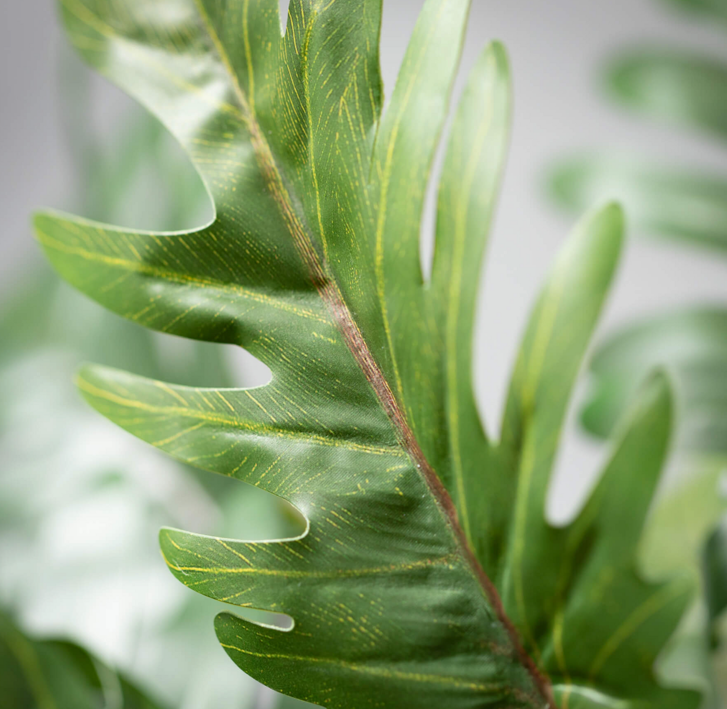 Split Philo Leaf Bush