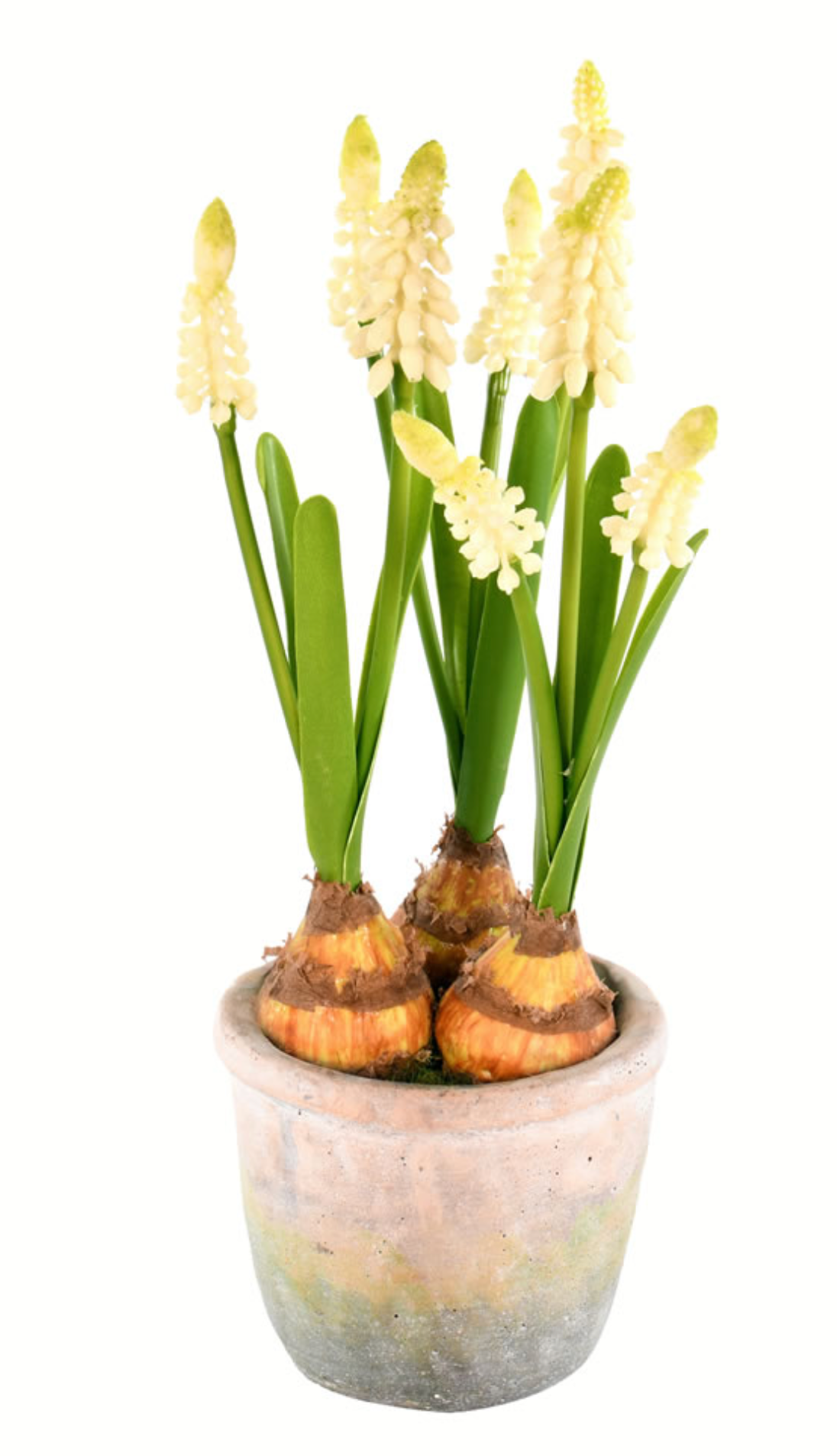 Hyacinths in Container