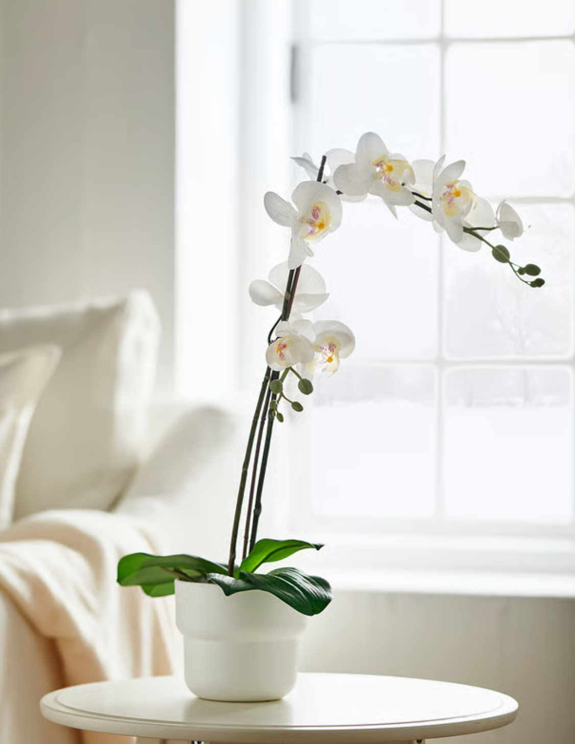 Orchid in Pot