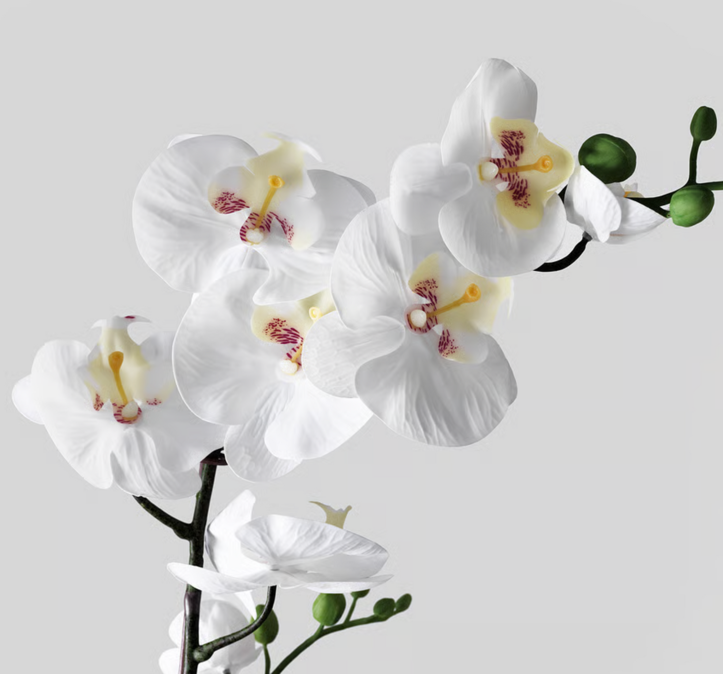 Orchid in Pot