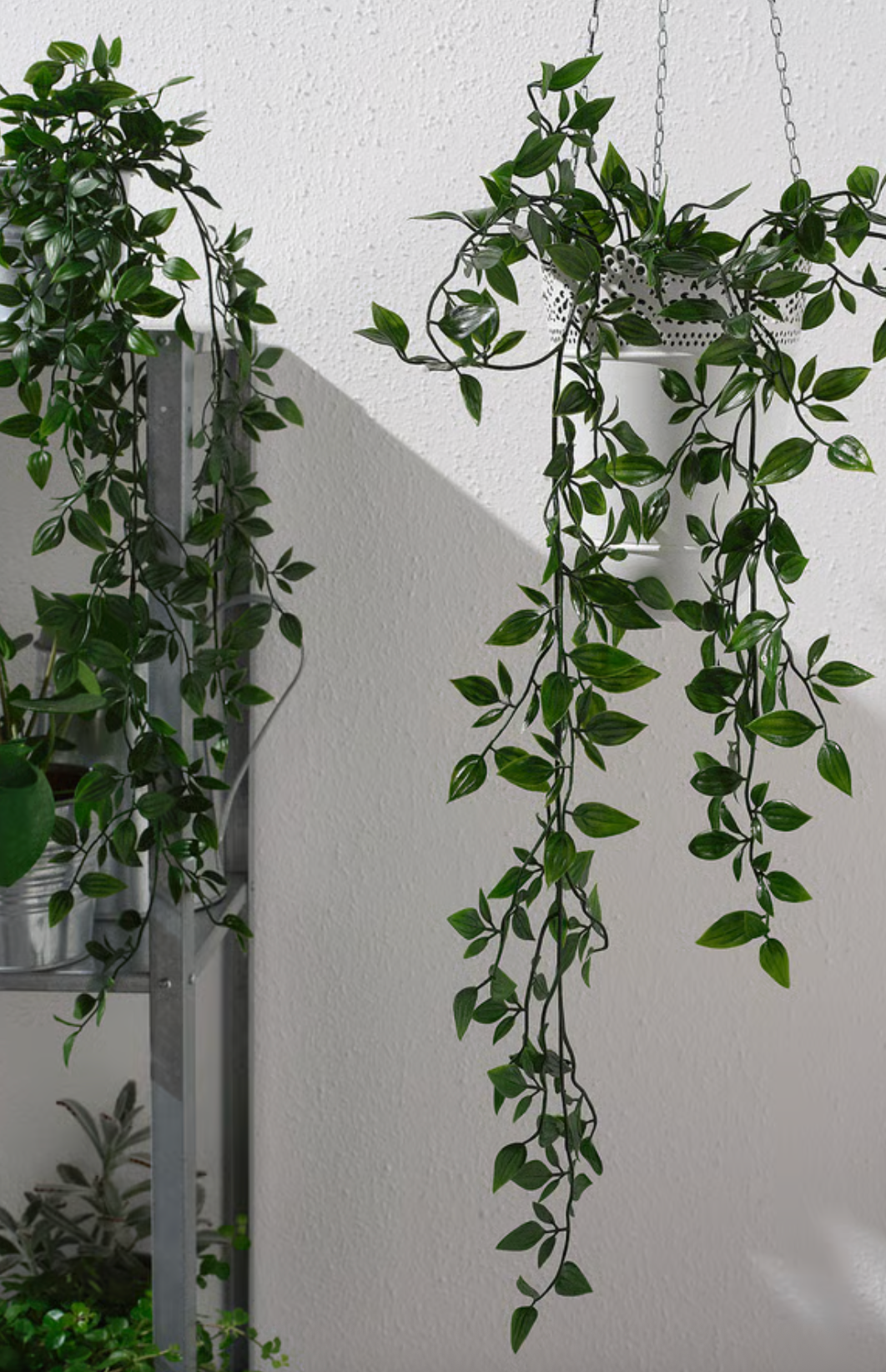 Ivy in Pot