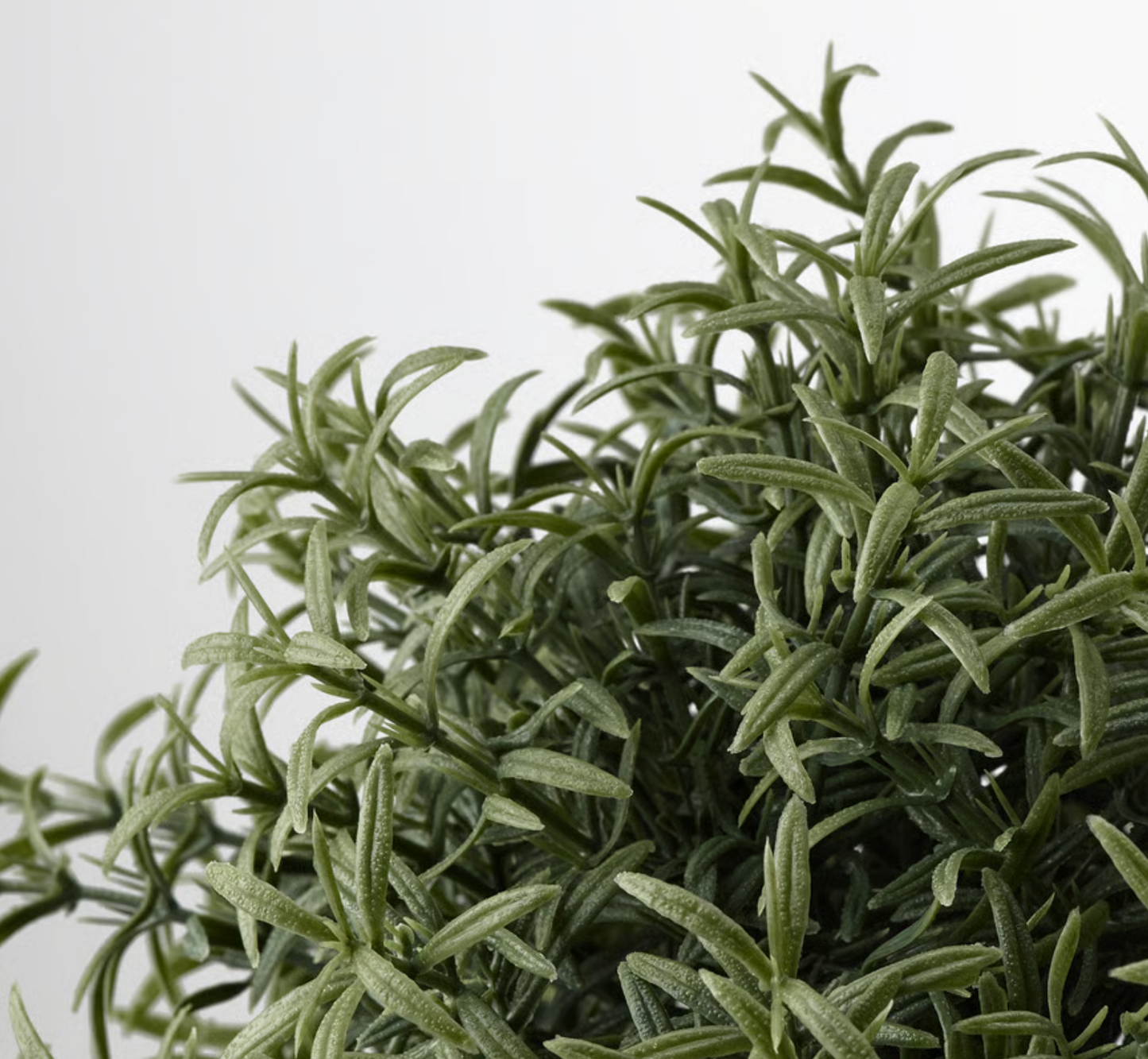 Rosemary in Pot