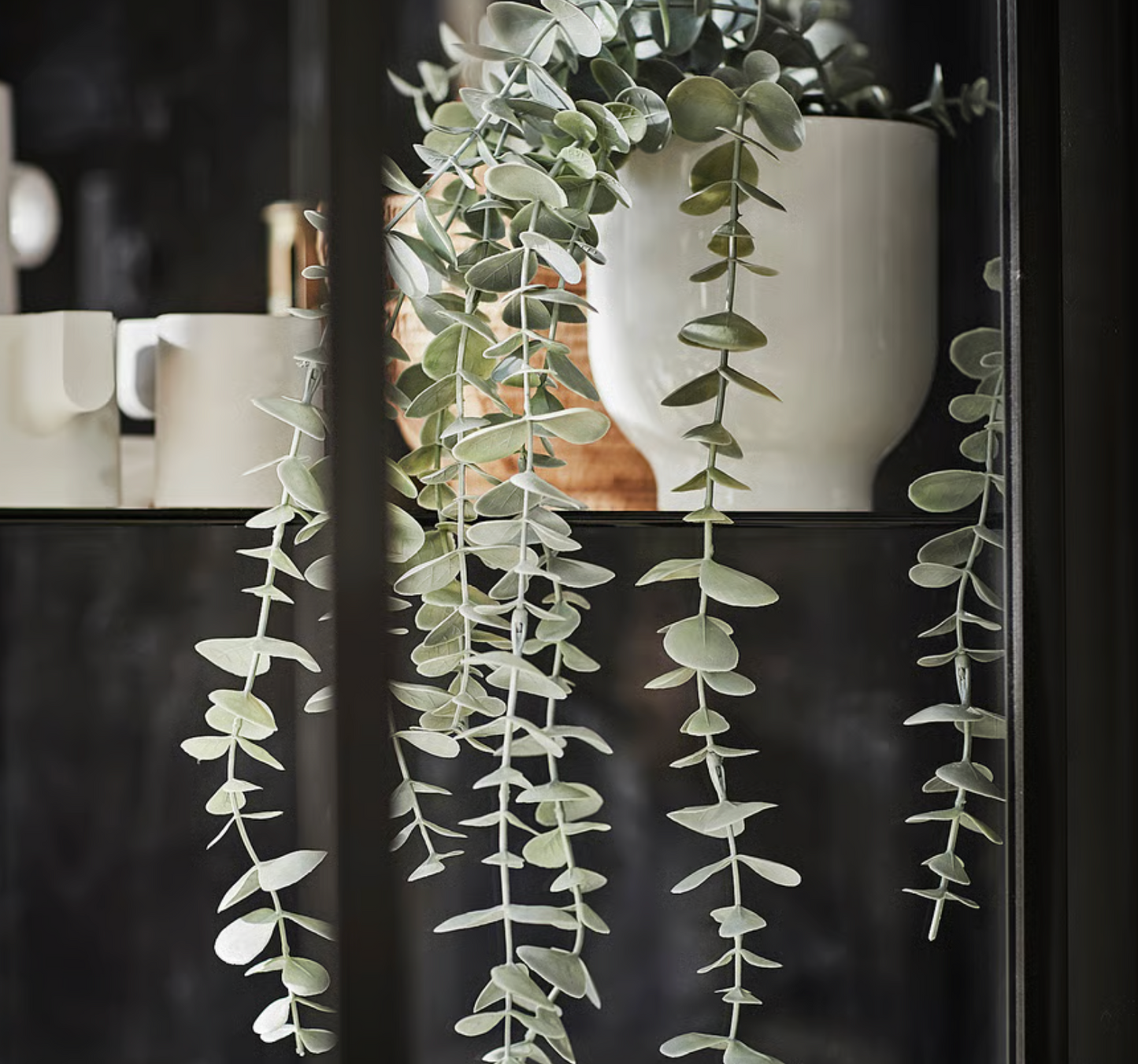 Eucalyptus in Pot