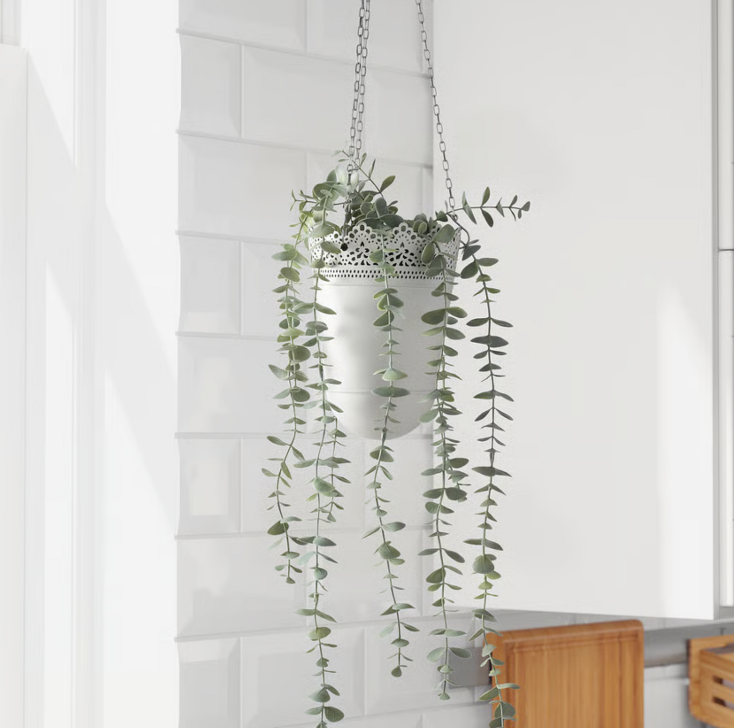 Eucalyptus in Pot