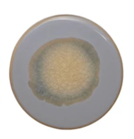 Stoneware Trivet, Reactive Glaze, 12 Colors