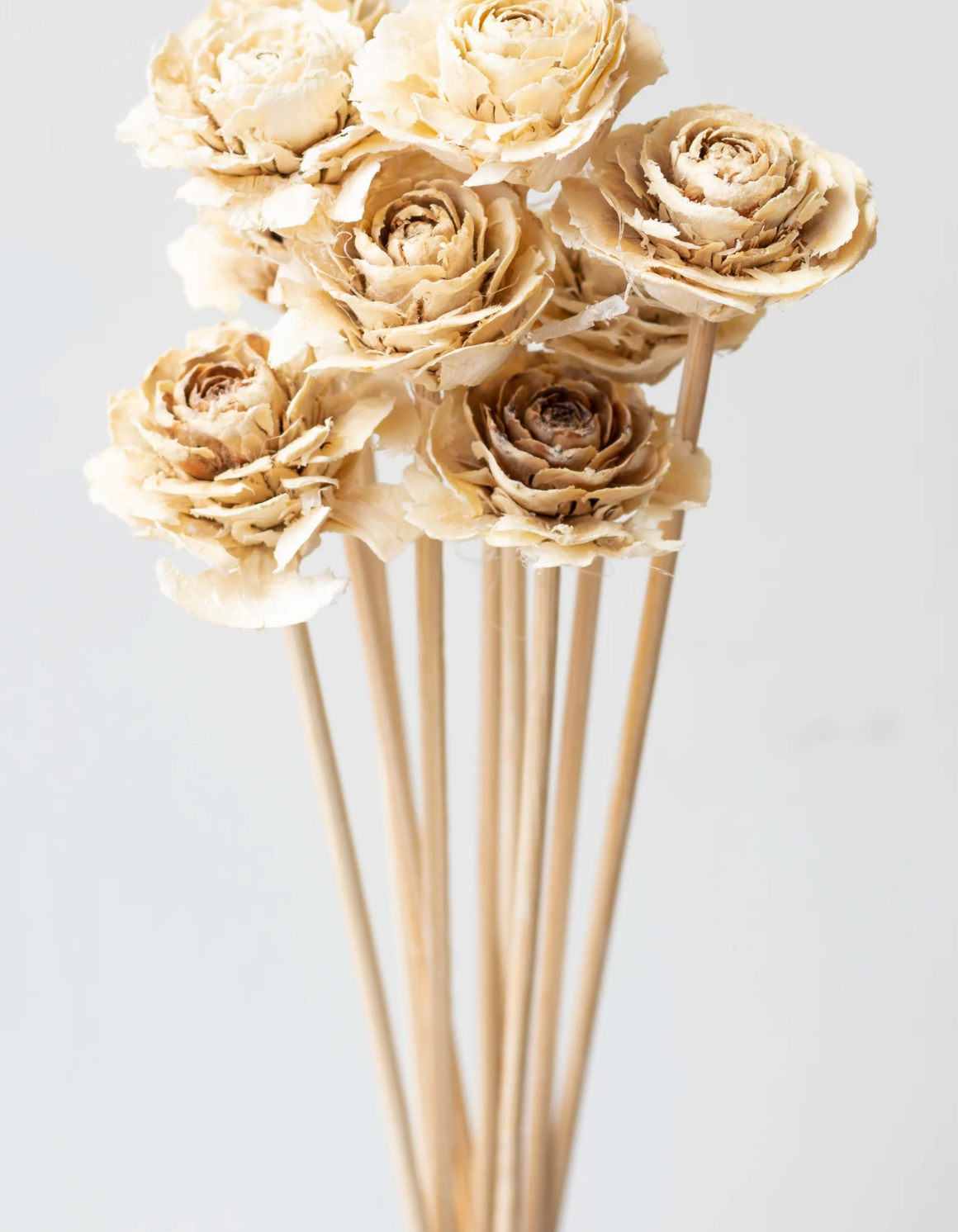 Cedar Rose Bleached Stem