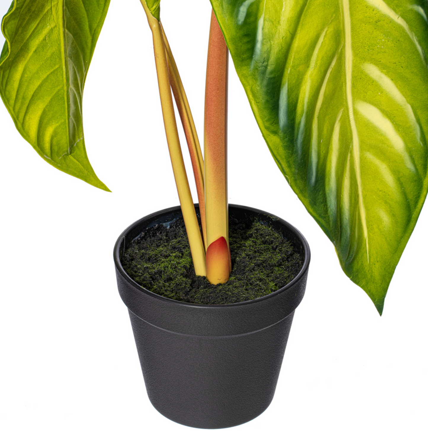Green Alocasia Acuminata Potted 17"
