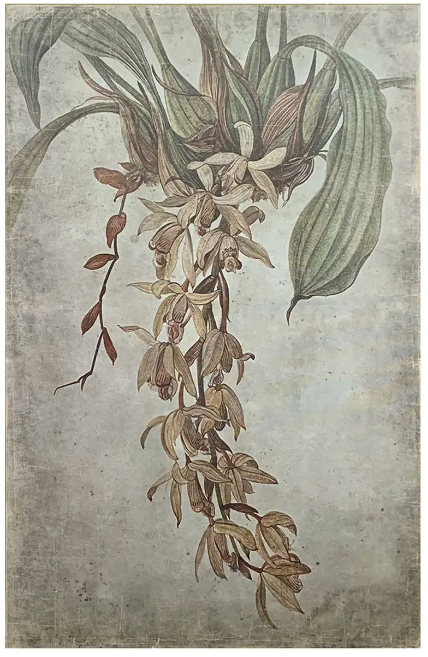 Vanilla Orchid Botanical Prints