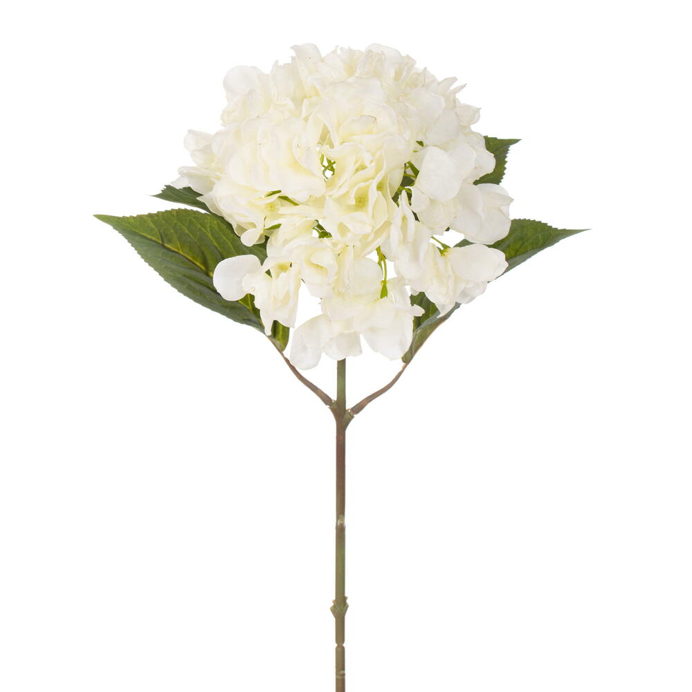 White Hydrangea