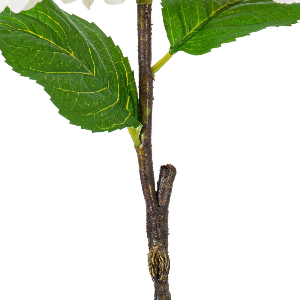 Hydrangea Stem