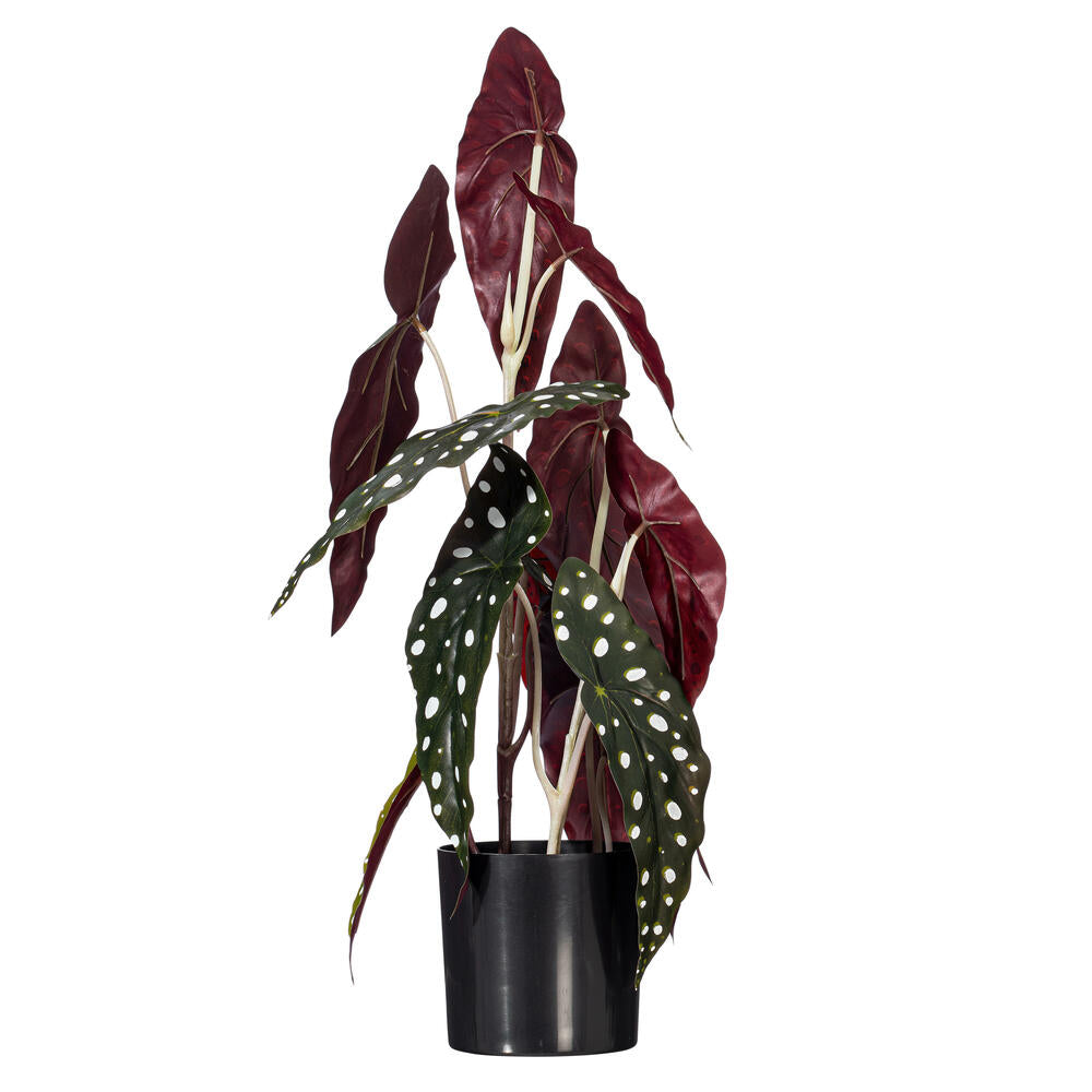 18" Begonia Maculata in Black Planter's Pot
