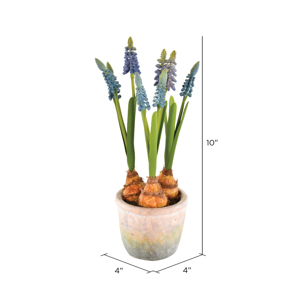 Hyacinths in Container