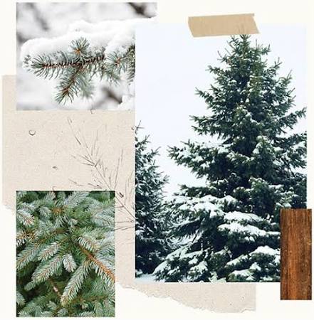 MED. Frasier Fir Statement 3-Wick Candle