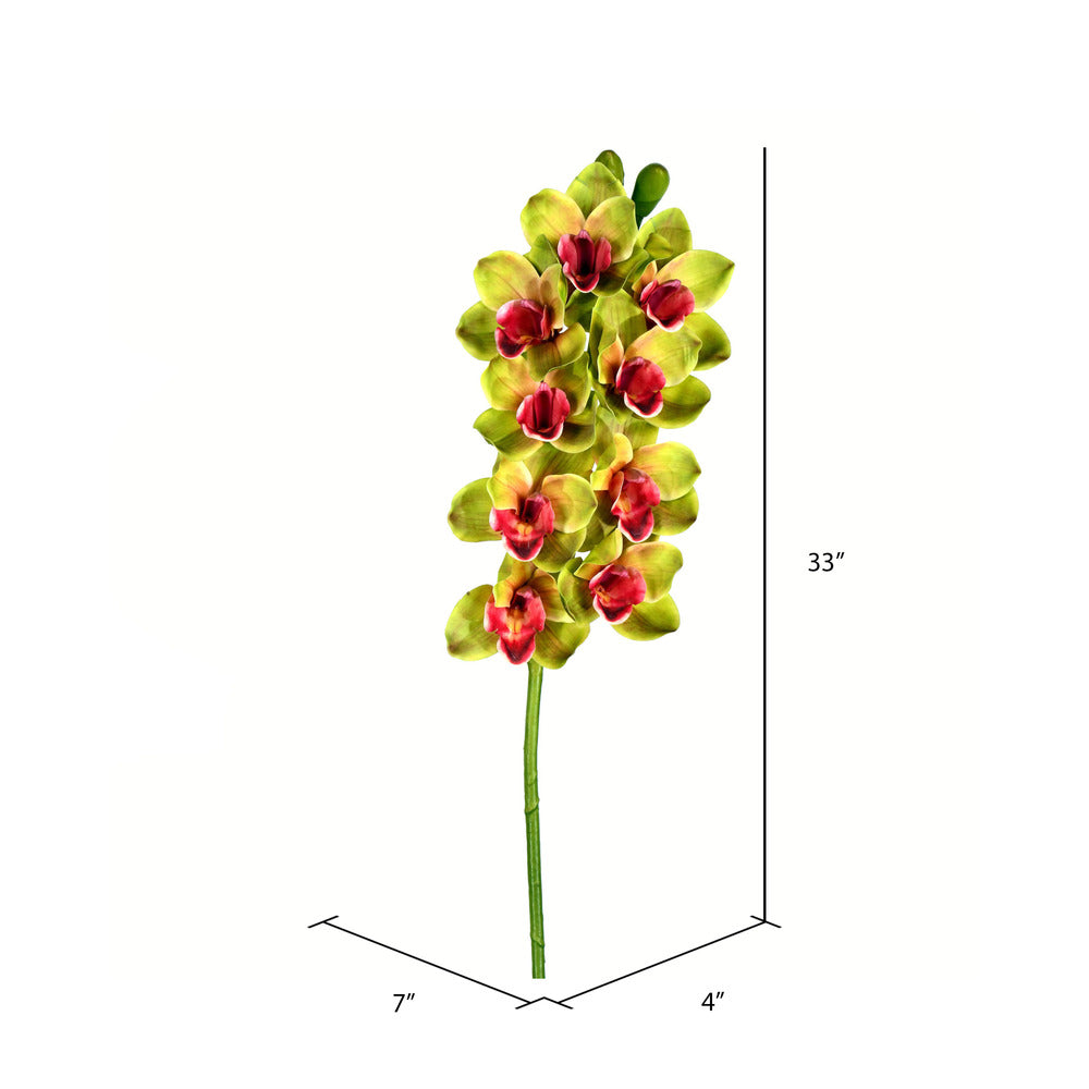 Cymbidium Stem