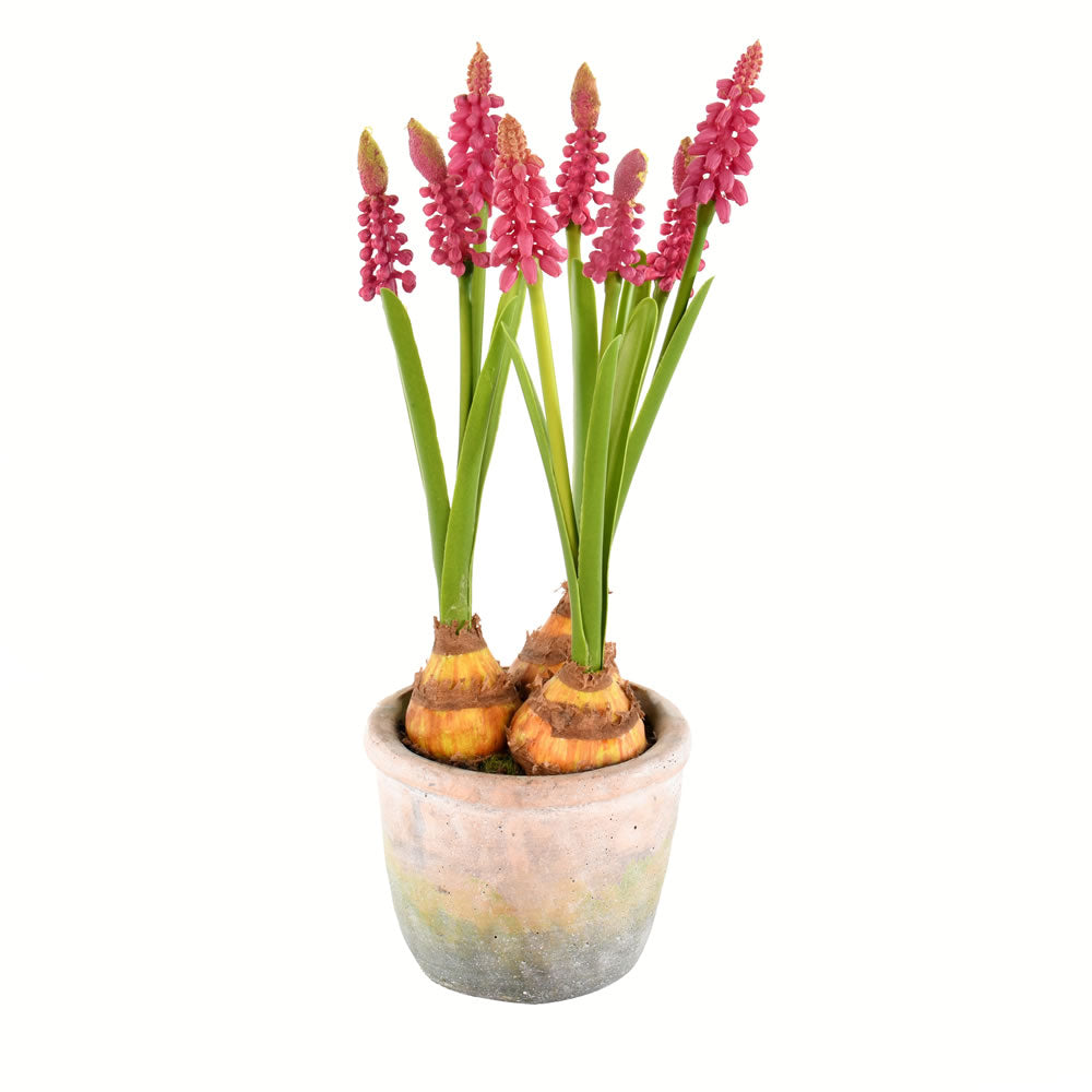 Hyacinths in Container