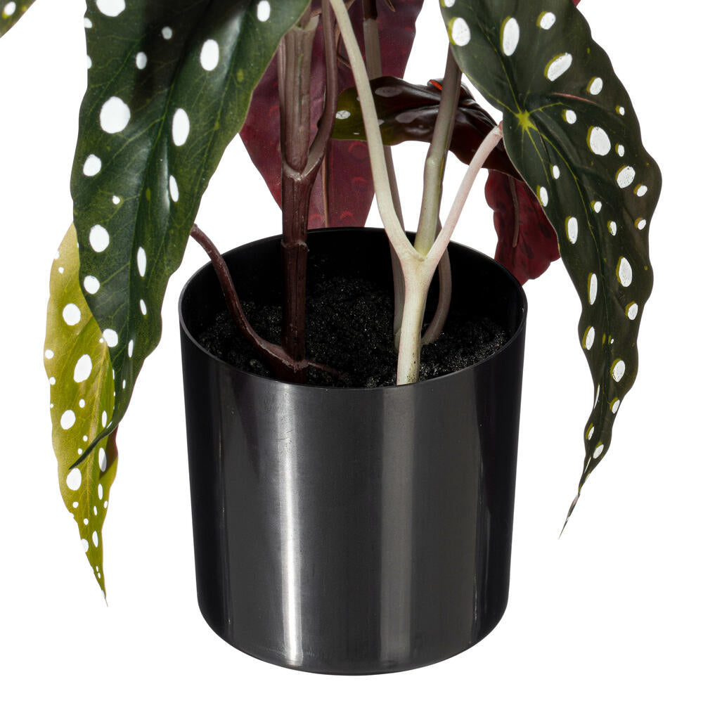 18" Begonia Maculata in Black Planter's Pot