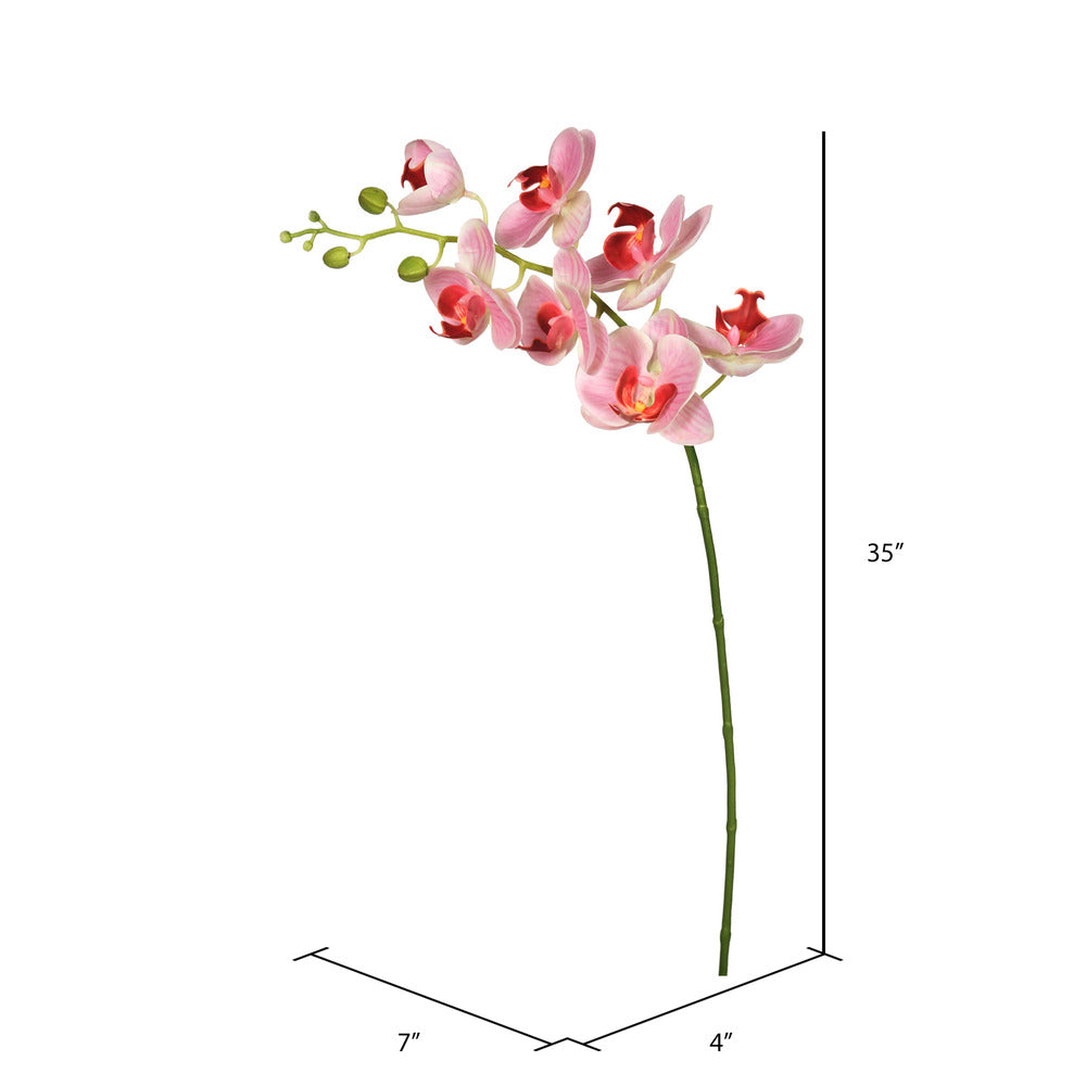 Pink Phalaenopsis Orchid Stem