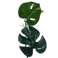 Monstera Vine
