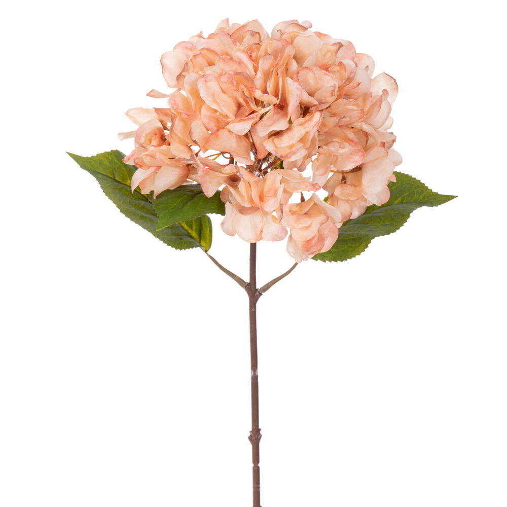 Pink Hydrangea