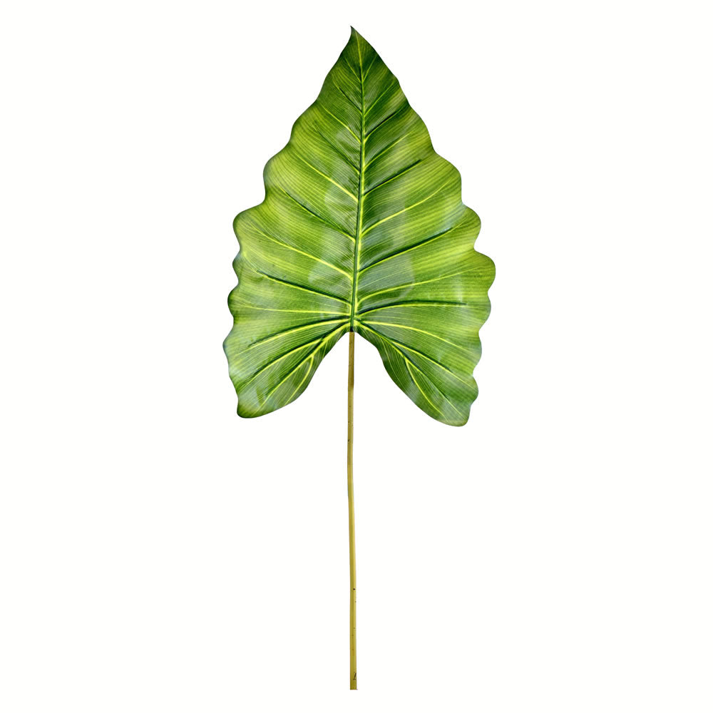 Green Calla Leaf