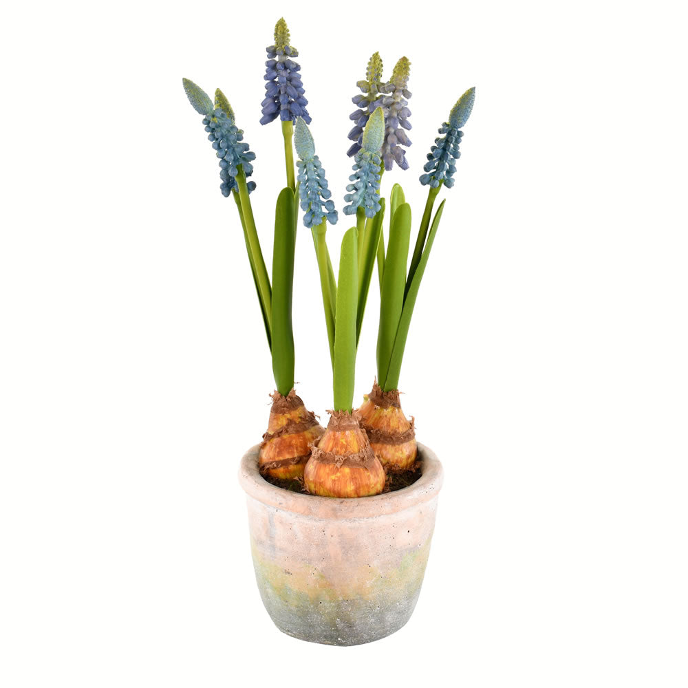 Hyacinths in Container