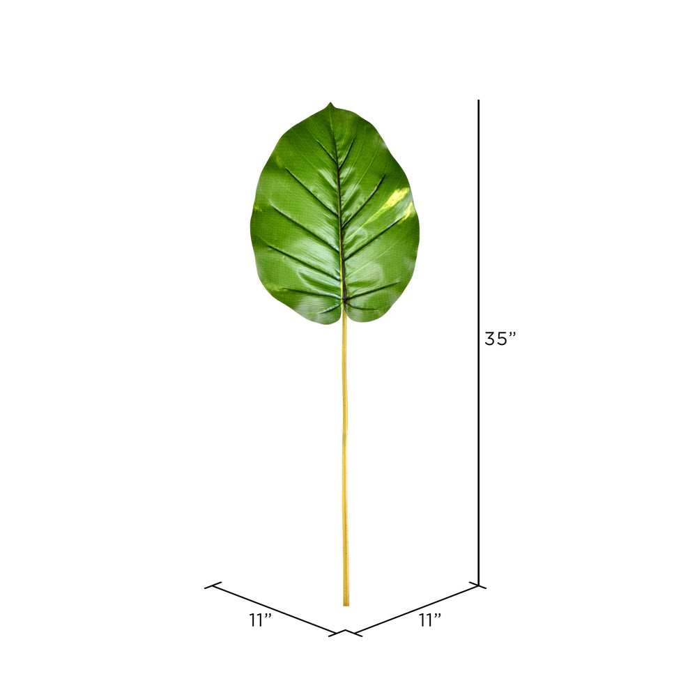 Pothos Leaf