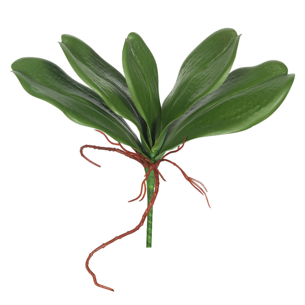 Green Orchid Leaves