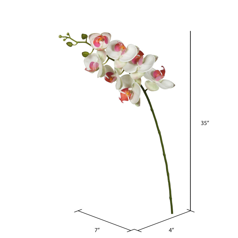 White Phalaenopsis Orchid Stem