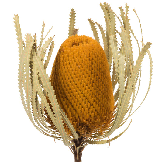 Aspen Gold Banksia Flower
