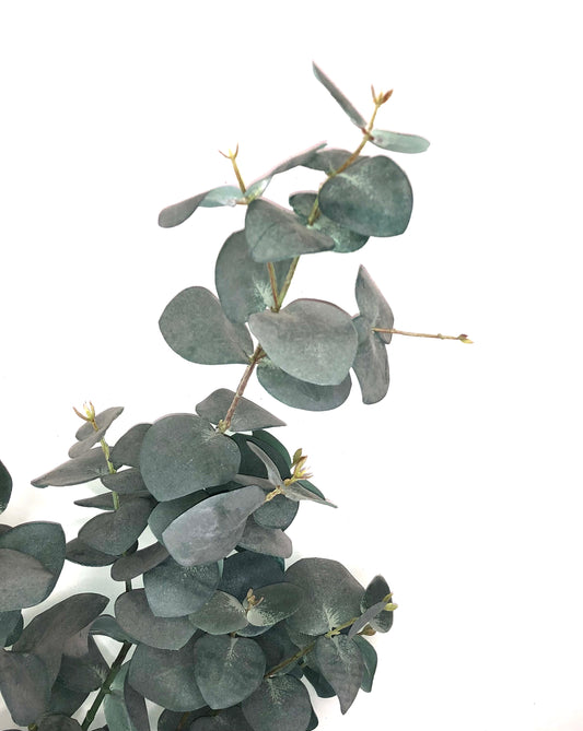 Gunnii Eucalyptus Stem