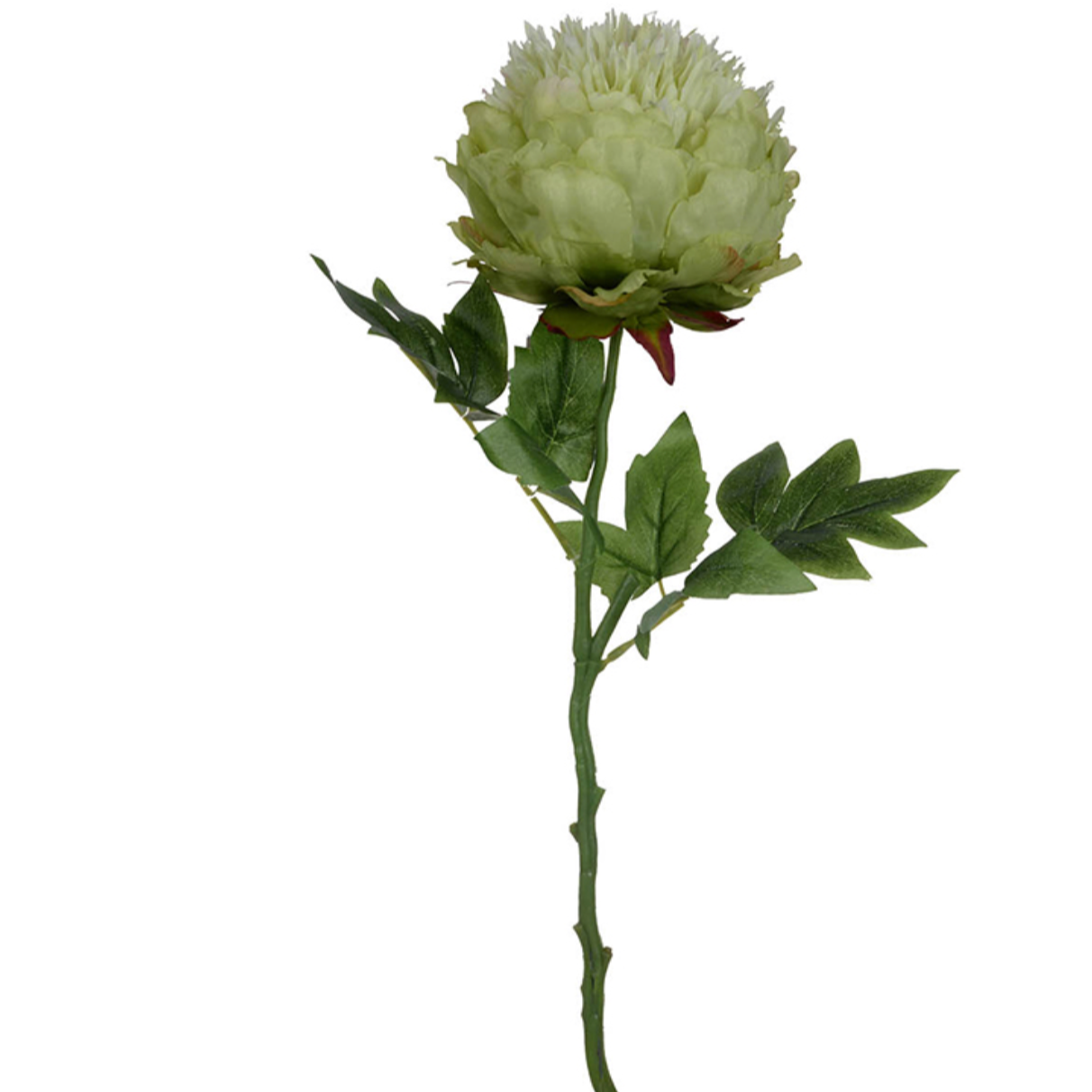 Peony