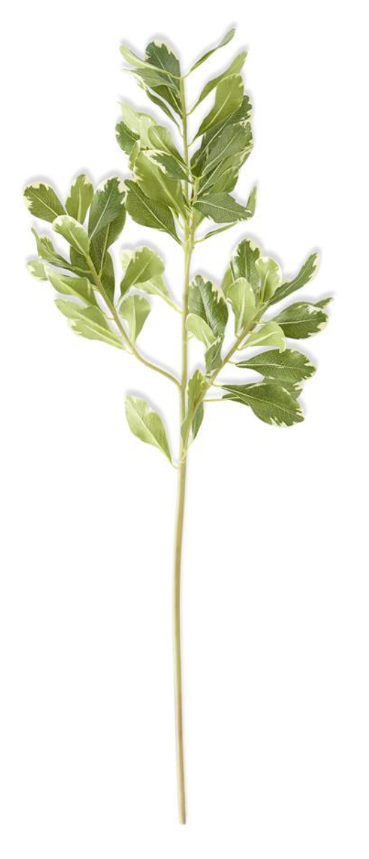 Pittosporum Leaf Stem