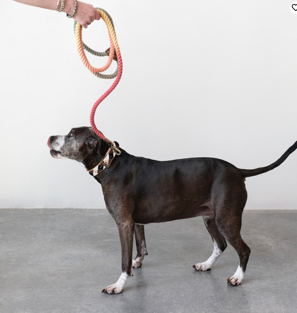 6' Braided Cotton Rope & Leather Dog Leash w/ Metal Clasp