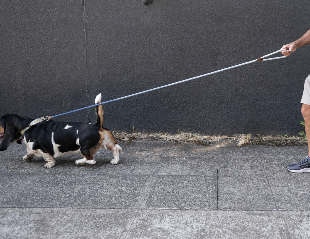 6' Braided Cotton Rope & Leather Dog Leash w/ Metal Clasp