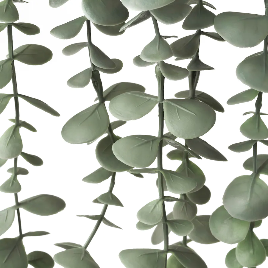 Eucalyptus in Pot