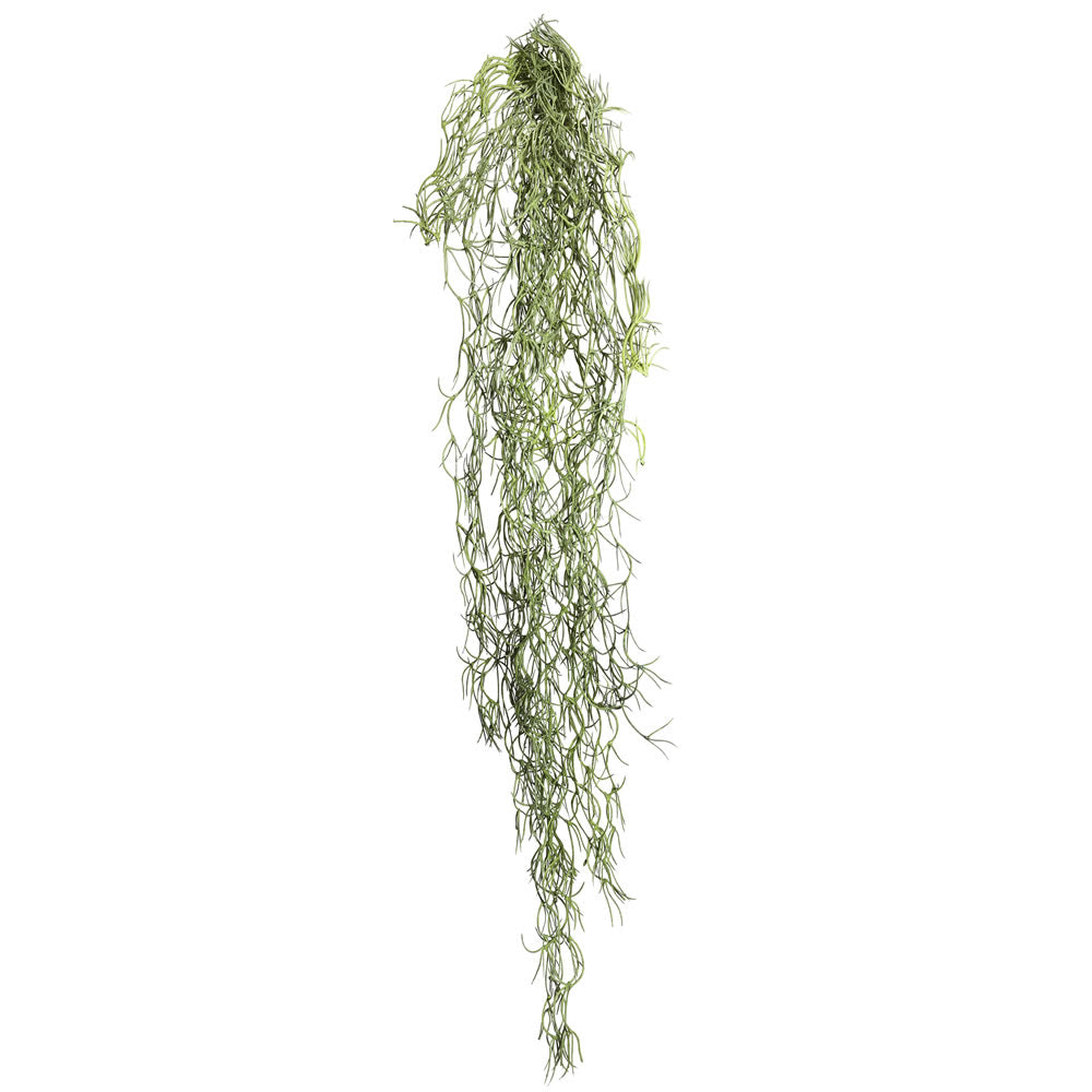Tillandsia Root