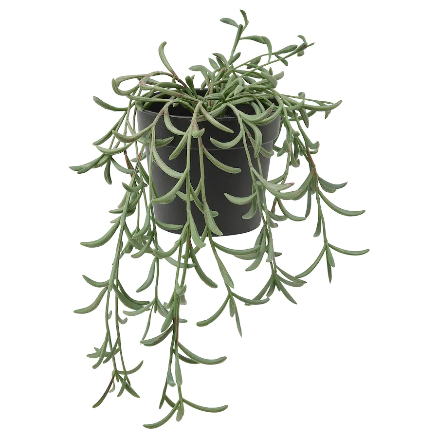 Sm Potted Rosemary