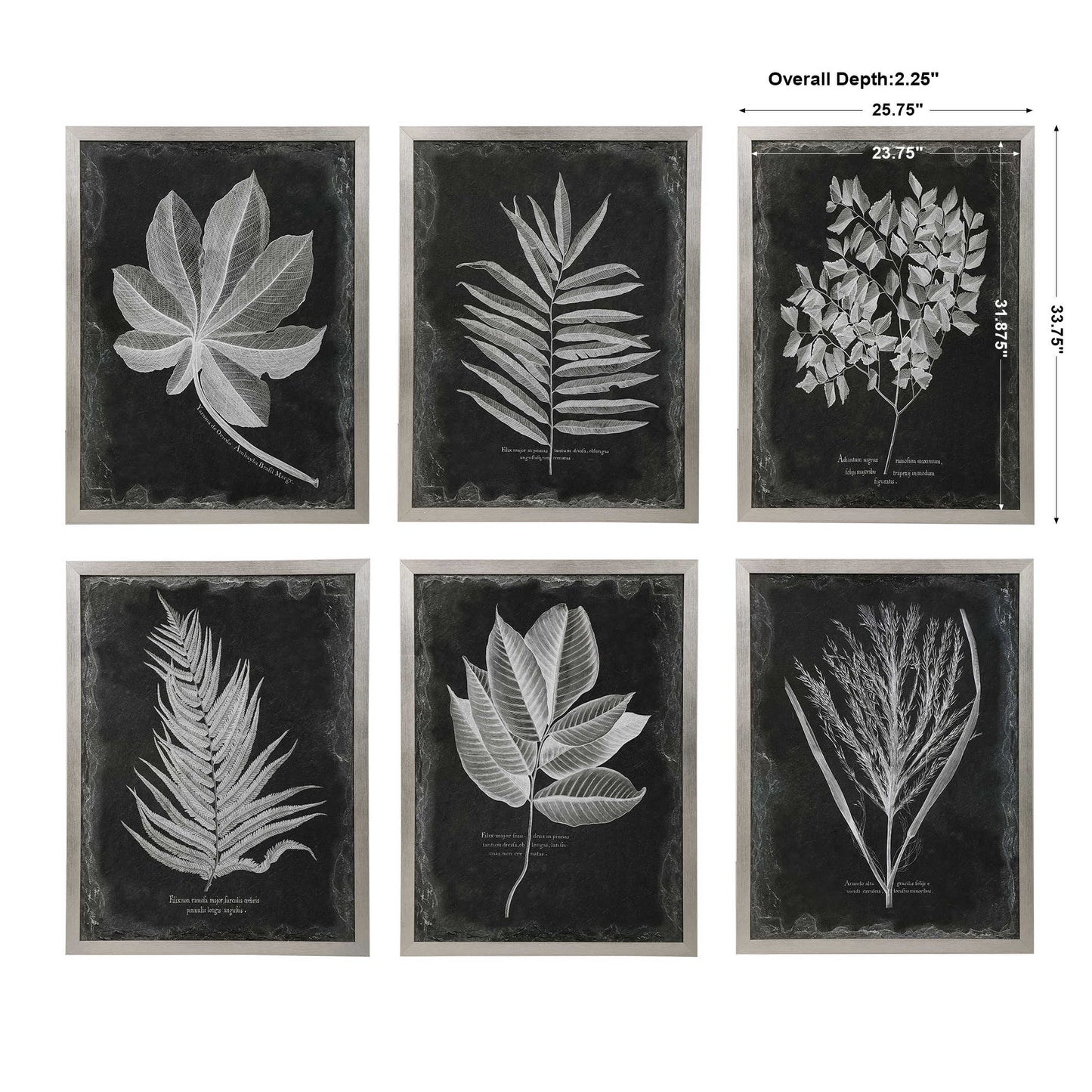 Foliage Framed Prints, S/6