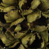 Natural Giant Seed Pod Half