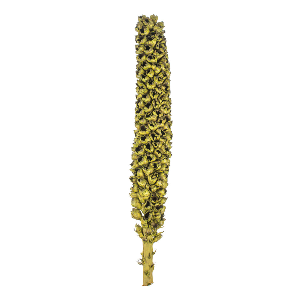 Giant Seed Pod
