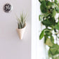 Tiny Ceramic Magnet Planter: Blush / With Plant